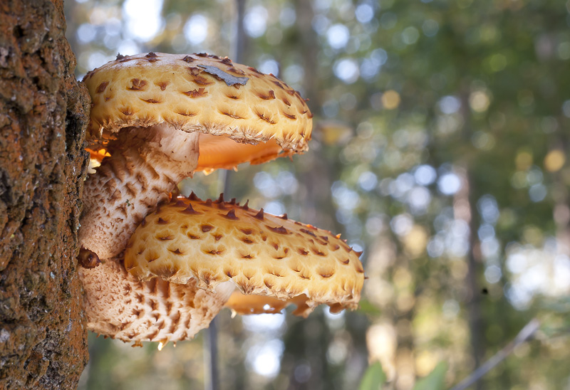 Pholiota limonella